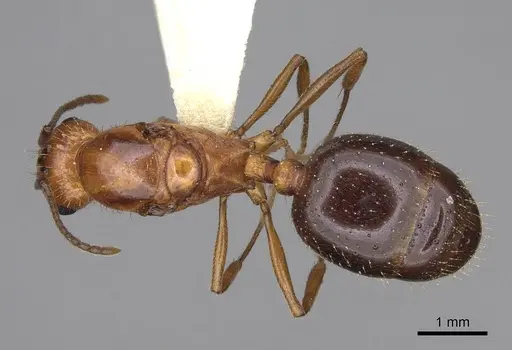 Aphaenogaster uinta specimen CASENT0923083 image casent0923083_1