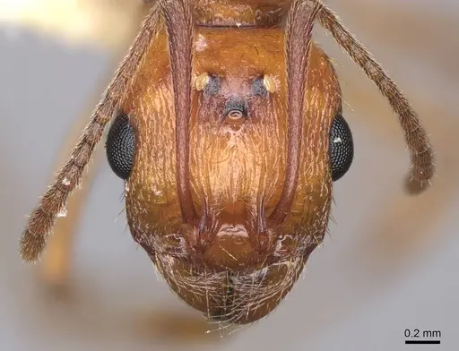 Aphaenogaster uinta specimen CASENT0923083 image casent0923083_2