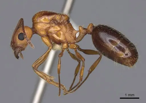 Aphaenogaster uinta specimen CASENT0923083 image casent0923083_3