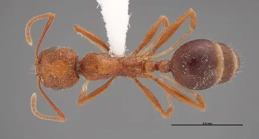 Aphaenogaster uinta specimen FMNHINS0000062702 image fmnhins0000062702_1
