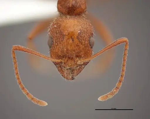 Aphaenogaster uinta specimen FMNHINS0000062702 image fmnhins0000062702_2