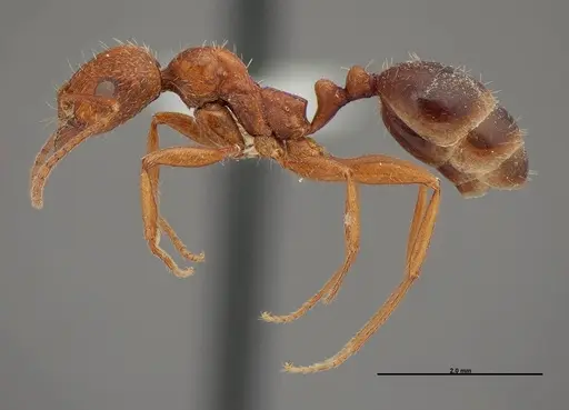 Aphaenogaster uinta specimen FMNHINS0000062702 image fmnhins0000062702_3