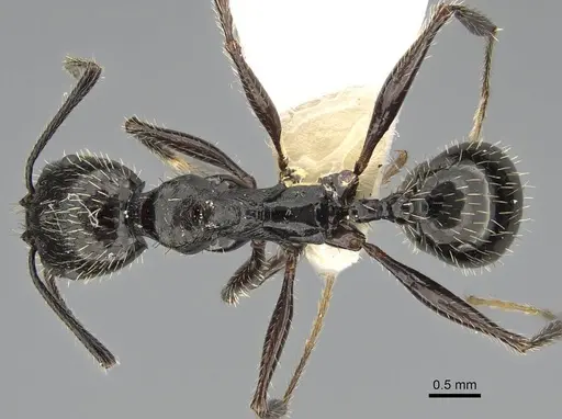 Aphaenogaster ulibeli specimen KG02103-1 image kg02103-1_1