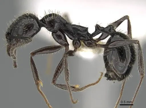 Aphaenogaster ulibeli specimen KG02103-1 image kg02103-1_3