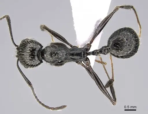 Aphaenogaster ulibeli specimen KG03235-4 image kg03235-4_1