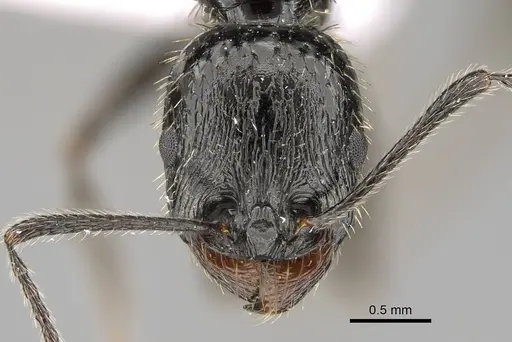 Aphaenogaster ulibeli specimen KG03235-4 image kg03235-4_2