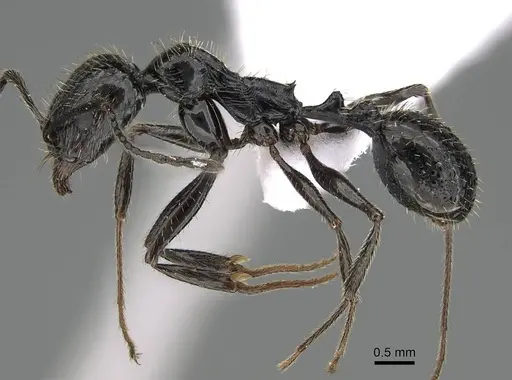 Aphaenogaster ulibeli specimen KG03235-4 image kg03235-4_3