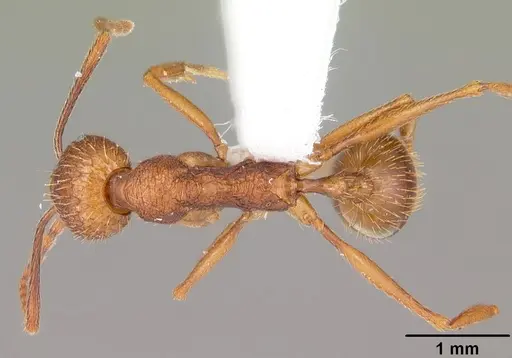 Aphaenogaster umphreyi specimen CASENT0103612 image casent0103612_1