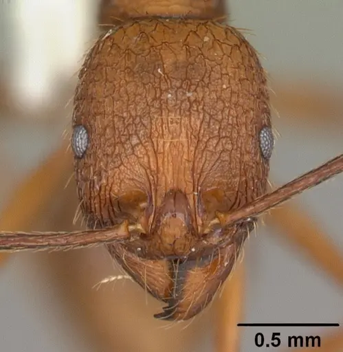 Aphaenogaster umphreyi specimen CASENT0103612 image casent0103612_2