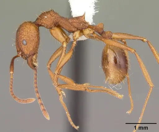 Aphaenogaster umphreyi specimen CASENT0103612 image casent0103612_3