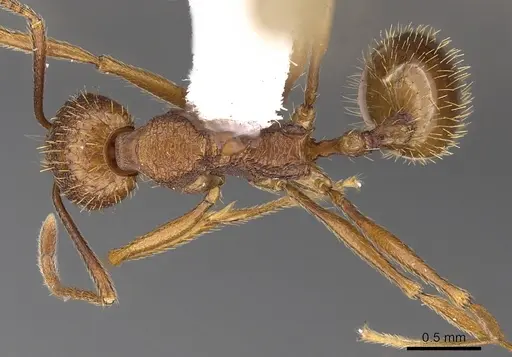 Aphaenogaster umphreyi specimen CASENT0900416 image casent0900416_1