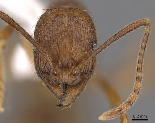 Aphaenogaster umphreyi specimen CASENT0900416 image casent0900416_2