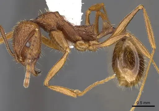 Aphaenogaster umphreyi specimen CASENT0900416 image casent0900416_3