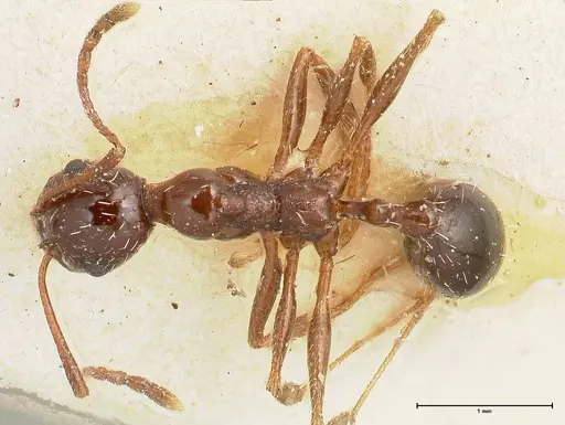 Aphaenogaster weigoldi specimen FOCOL0499 image focol0499_1