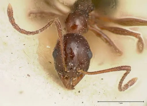 Aphaenogaster weigoldi specimen FOCOL0499 image focol0499_2
