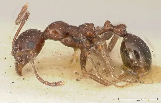 Aphaenogaster weigoldi specimen FOCOL0499 image focol0499_3