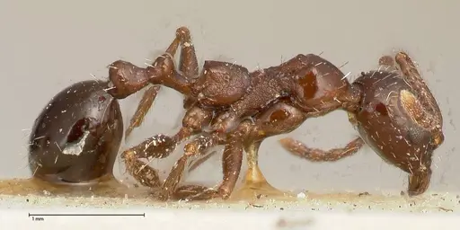 Aphaenogaster weigoldi specimen FOCOL0499 image focol0499_4