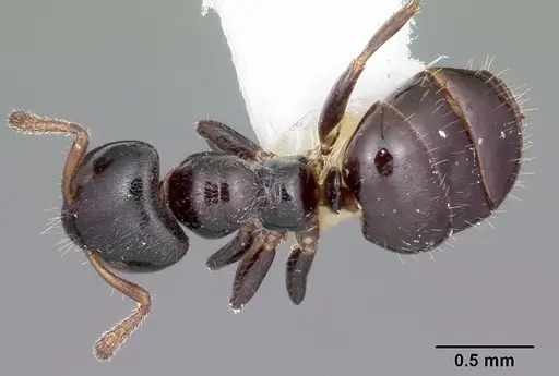 Aphomomyrmex afer specimen CASENT0101212 image casent0101212_1