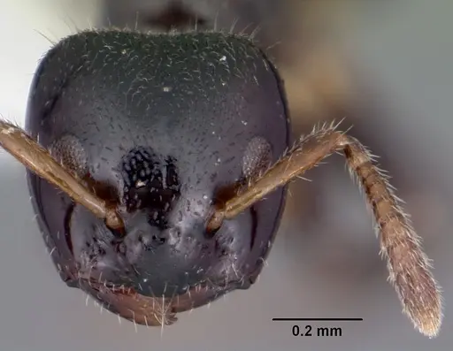 Aphomomyrmex afer specimen CASENT0101212 image casent0101212_2