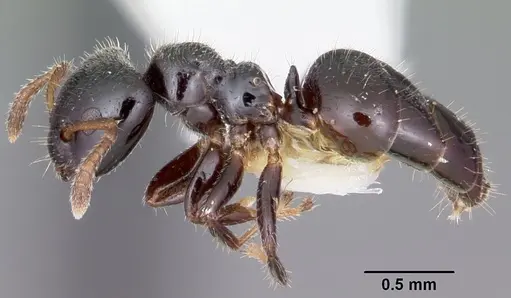 Aphomomyrmex afer specimen CASENT0101212 image casent0101212_3