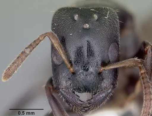 Aphomomyrmex afer specimen CASENT0101213 image casent0101213_2