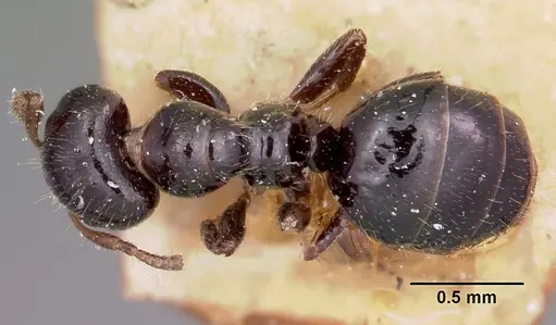 Aphomomyrmex afer specimen CASENT0101882 image casent0101882_1