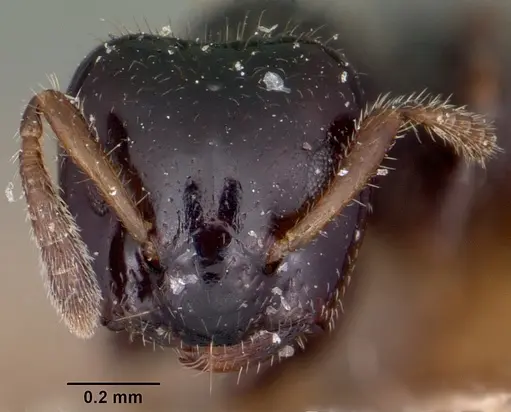 Aphomomyrmex afer specimen CASENT0101882 image casent0101882_2
