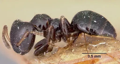 Aphomomyrmex afer specimen CASENT0101882 image casent0101882_3