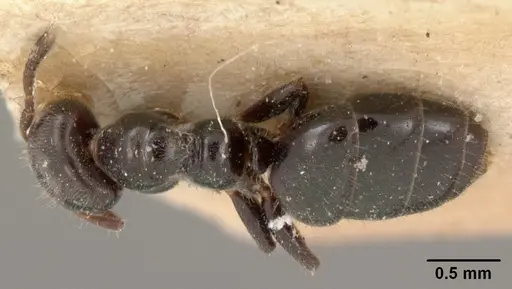 Aphomomyrmex afer specimen CASENT0102087 image casent0102087_1