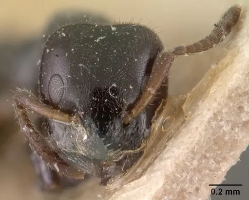 Aphomomyrmex afer specimen CASENT0102087 image casent0102087_2