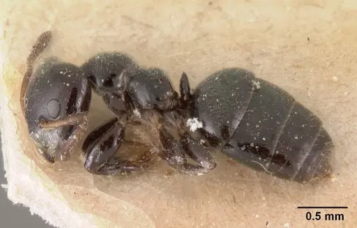Aphomomyrmex afer specimen CASENT0102087 image casent0102087_3