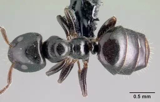 Aphomomyrmex afer specimen CASENT0217049 image casent0217049_1