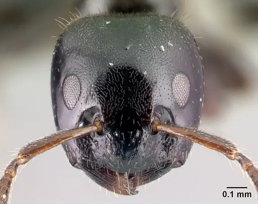 Aphomomyrmex afer specimen CASENT0217049 image casent0217049_2