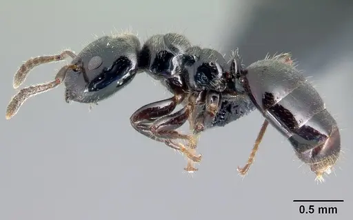 Aphomomyrmex afer specimen CASENT0217049 image casent0217049_3