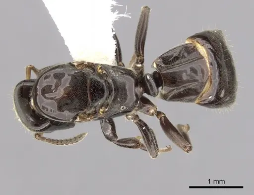 Aphomomyrmex afer specimen CASENT0249933 image casent0249933_1