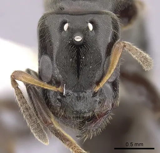 Aphomomyrmex afer specimen CASENT0249933 image casent0249933_2