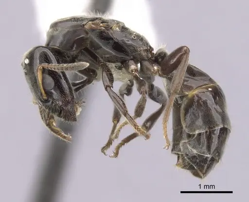 Aphomomyrmex afer specimen CASENT0249933 image casent0249933_3