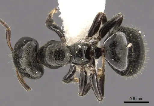 Aphomomyrmex afer specimen CASENT0900319 image casent0900319_1