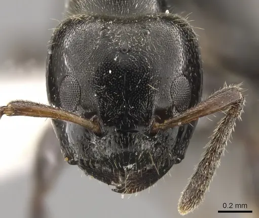 Aphomomyrmex afer specimen CASENT0900319 image casent0900319_2