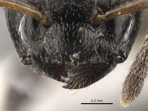 Aphomomyrmex afer specimen CASENT0900319 image casent0900319_3