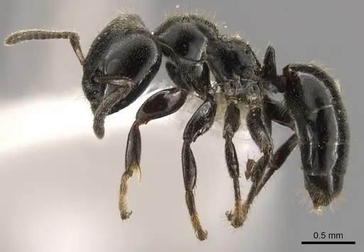 Aphomomyrmex afer specimen CASENT0900319 image casent0900319_4