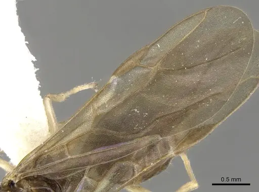 Aphomomyrmex afer specimen CASENT0903106 image casent0903106_4