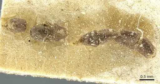 Aphomomyrmex afer specimen CASENT0911595 image casent0911595_1