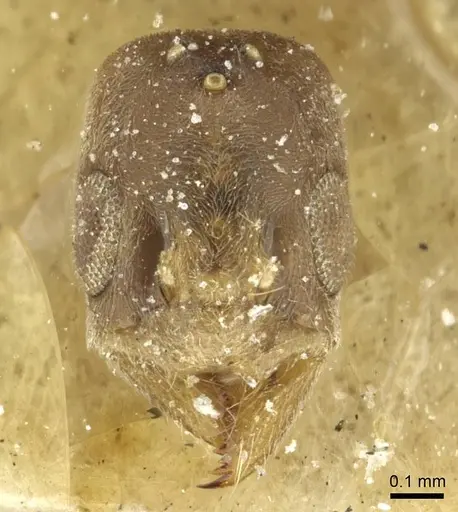Aphomomyrmex afer specimen CASENT0911595 image casent0911595_2