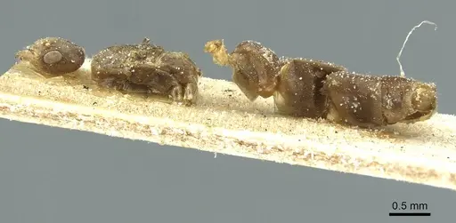 Aphomomyrmex afer specimen CASENT0911595 image casent0911595_3