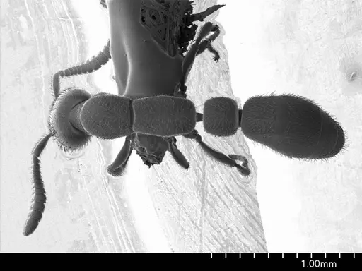Apomyrma stygia specimen ANTWEB1008505 image antweb1008505_1