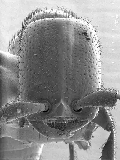 Apomyrma stygia specimen ANTWEB1008505 image antweb1008505_2