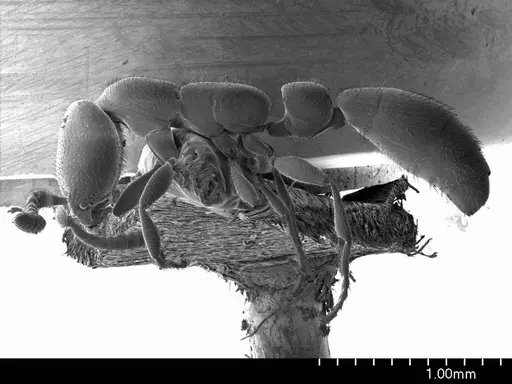 Apomyrma stygia specimen ANTWEB1008505 image antweb1008505_3