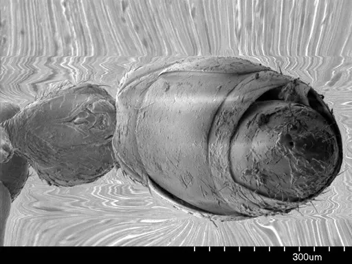 Apomyrma stygia specimen ANTWEB1008602 image antweb1008602_1