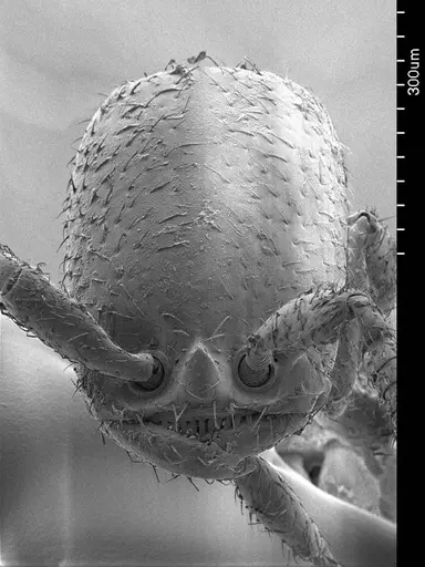 Apomyrma stygia specimen ANTWEB1008602 image antweb1008602_2
